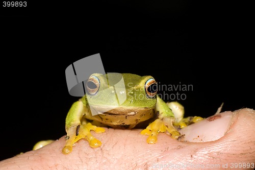 Image of tiny frog on finger