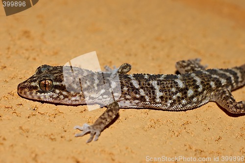 Image of gecko on stone