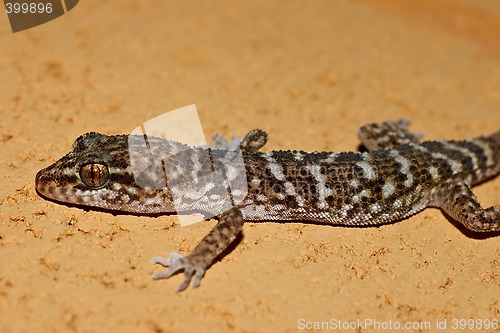 Image of gecko on stone