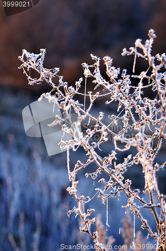 Image of Autumn background with grass and forest covered with frost in the early frosts