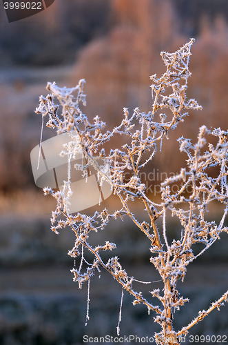 Image of Autumn background with grass and forest covered with frost in the early frosts