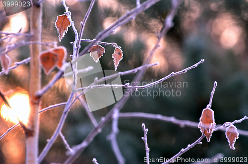 Image of Autumn background with grass and forest covered with frost in the early frosts