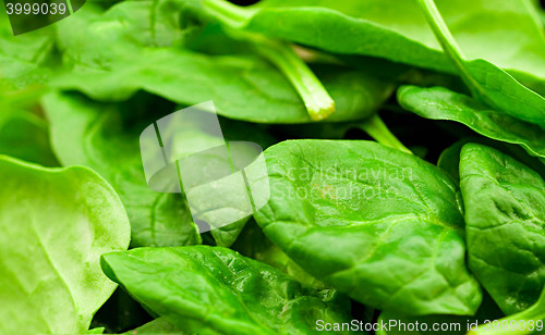 Image of fresh green lettuce salad closeup