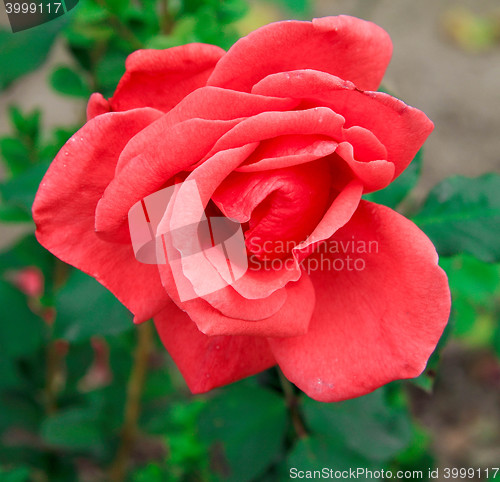 Image of red rose
