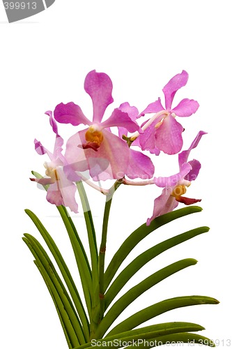 Image of Pink Orchid