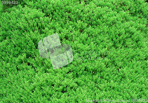 Image of Bush close up texture