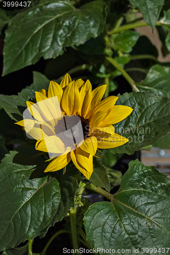 Image of Flower of sunflower.