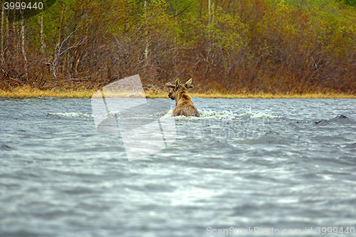 Image of Time of migration 6. Moose cross wide North of river