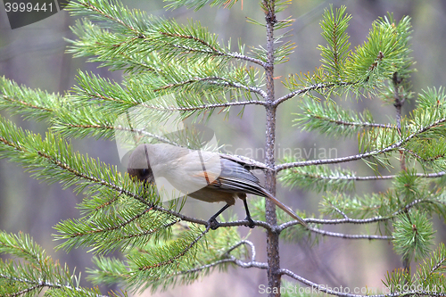 Image of Siberian jay is feeding 1. Taiga of Lapland. Scandinavia