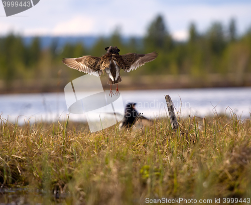 Image of Pugnacious handsome 7. Ruffs fight in swamp.