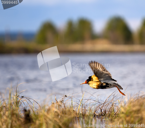 Image of Mating behaviour. Male ruffs are in state of self-advertising