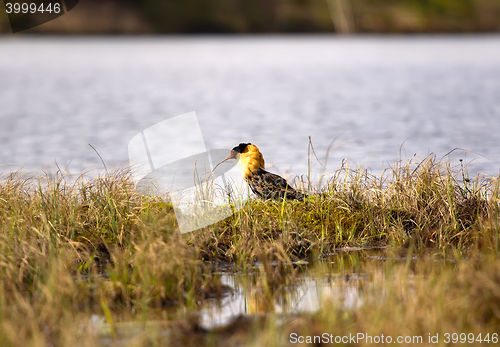 Image of Mating behaviour of ruffs in lek (place of courtship)