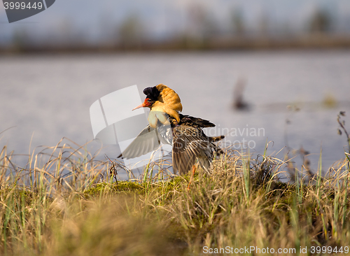 Image of Mating behaviour. Male ruffs are in state of self-advertising
