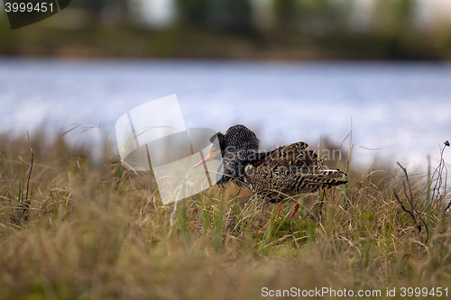 Image of Mating behaviour of ruffs in lek (place of courtship)