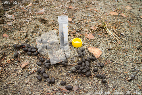 Image of Molecular-genetic studies at peak of science 2. ?ollection of samples of faeces of reindeer