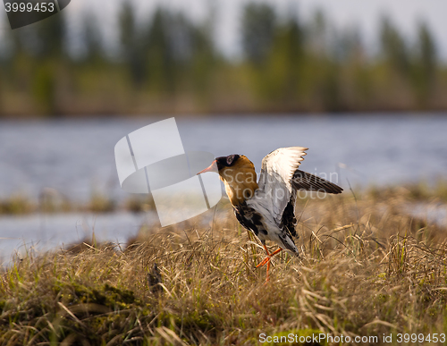 Image of Mating behaviour of ruffs in lek (place of courtship)