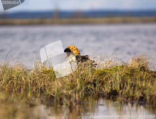 Image of Mating behaviour. Male ruffs are in state of self-advertising