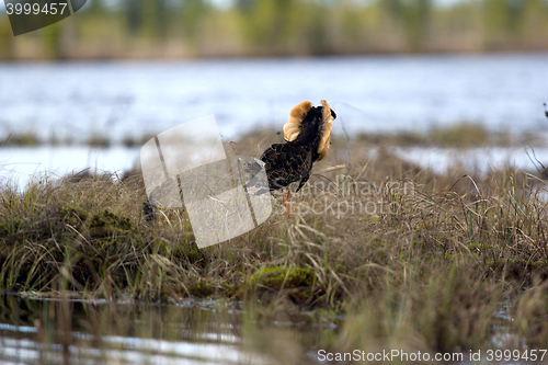 Image of Mating behaviour of ruffs in lek (place of courtship)