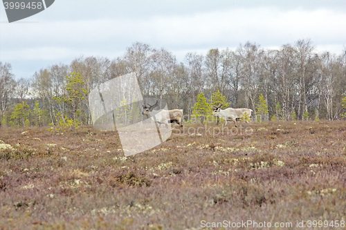 Image of Reindeer: bull she-deer and high marsh Lapland in spring