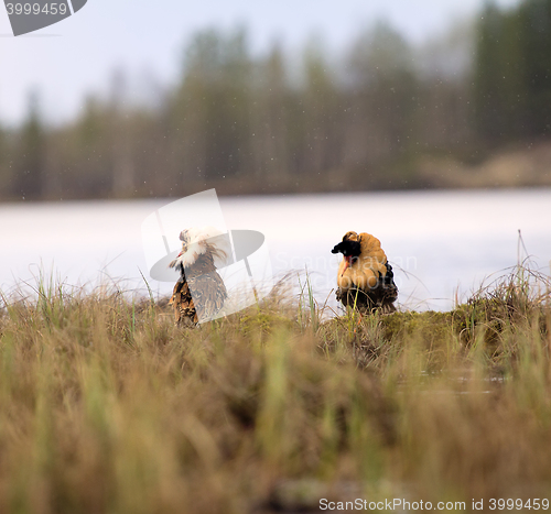 Image of Pugnacious handsome 6. Ruffs fight in swamp.