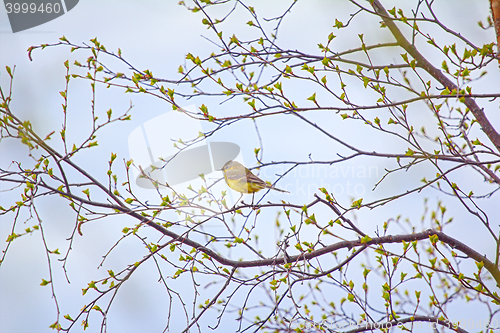 Image of Photo spring mood. Bird on branch with fresh new leaves.