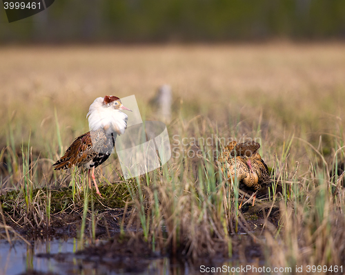 Image of Pugnacious handsome 4. Ruffs fight in swamp.