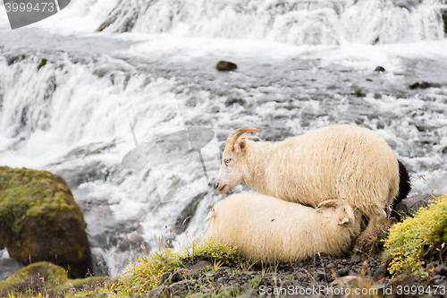 Image of Young sheep drinking - Waterfall in background