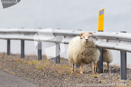 Image of Two Icelandic sheep