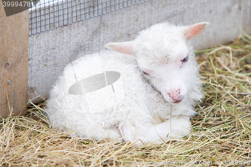 Image of Little newborn lamb resting on the grass