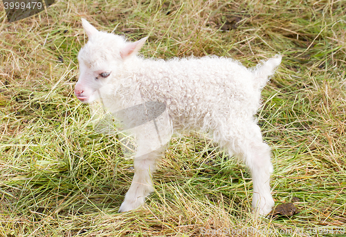 Image of Little newborn lamb standing on the grass