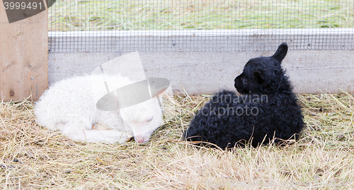 Image of Little newborn lambs resting on the grass - Black and white