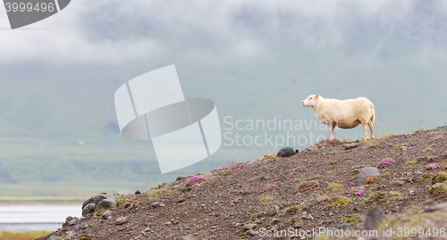 Image of Single Icelandic sheep