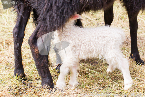 Image of Little newborn lamb drinking