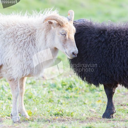 Image of Black and white sheep on pasture -  Concent of love