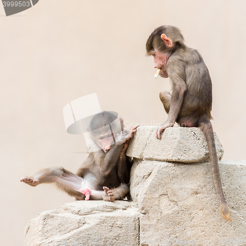 Image of Baby baboon learning to eat through play