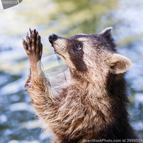 Image of Racoon begging for food