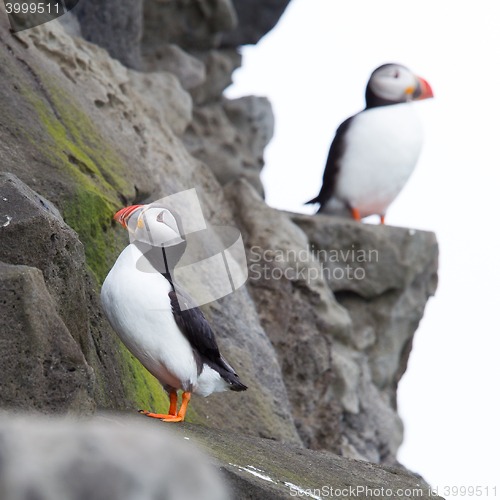 Image of Colorful Puffin isolated in natural environment