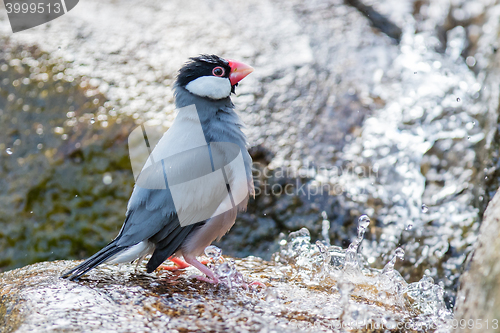 Image of Java sparrow (Lonchura oryzivora)