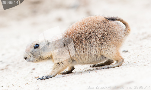 Image of Black-Tailed prairie dog in it\'s natural habitat