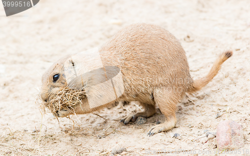 Image of Black-Tailed prairie dog in it\'s natural habitat