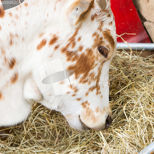 Image of Close up of cow eating hay