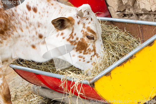 Image of Close up of cow eating hay