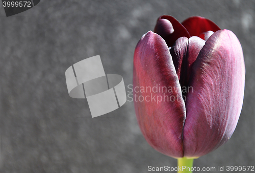 Image of Flowering Tulip