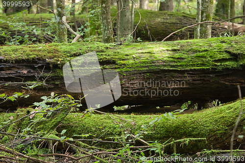 Image of Dead oaks lying moss wrapped