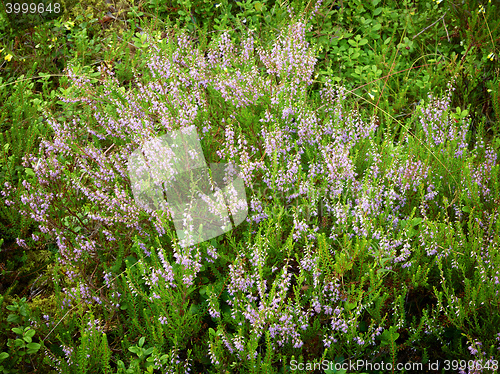 Image of heather flowers in a forest