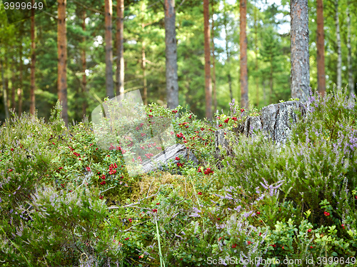 Image of beautiful wild forest closeup