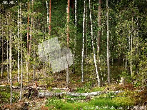 Image of wild forest in europe