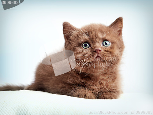 Image of brown british short hair kitten