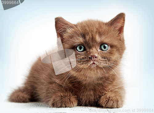 Image of brown british short hair kitten