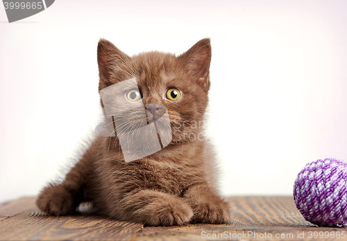 Image of brown british short hair kitten